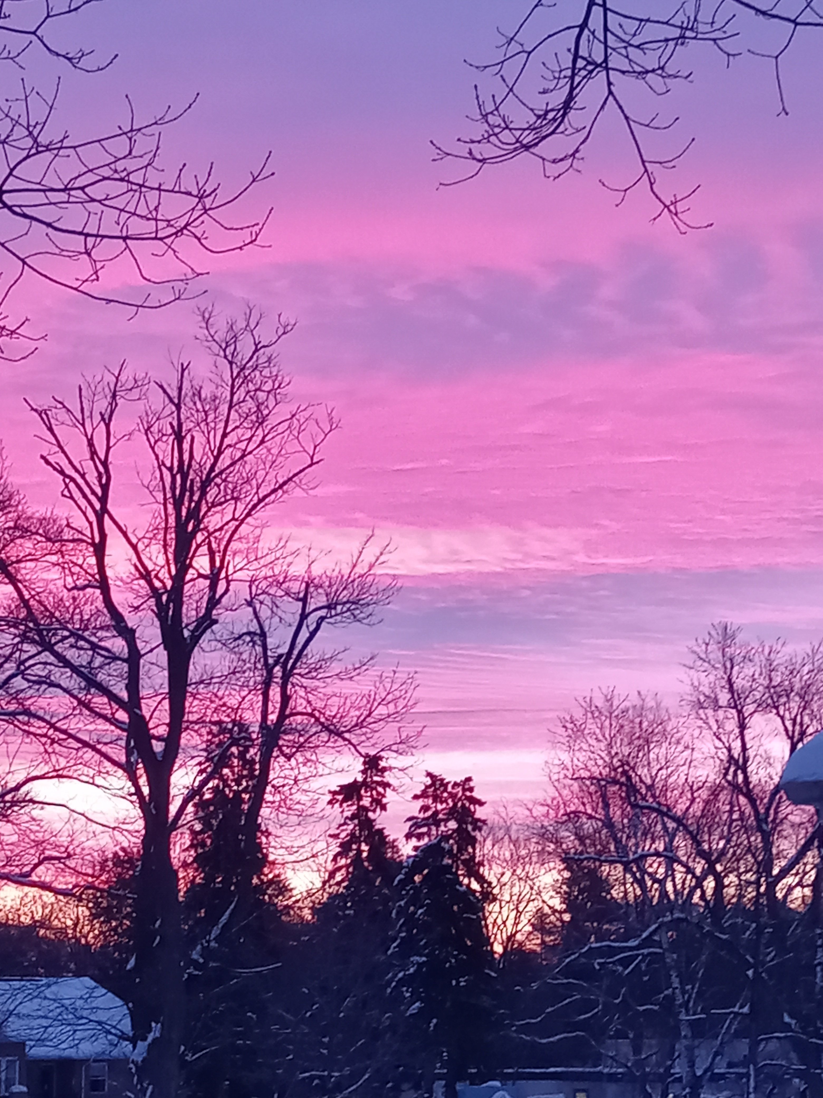 Photo of trees in front of sunset