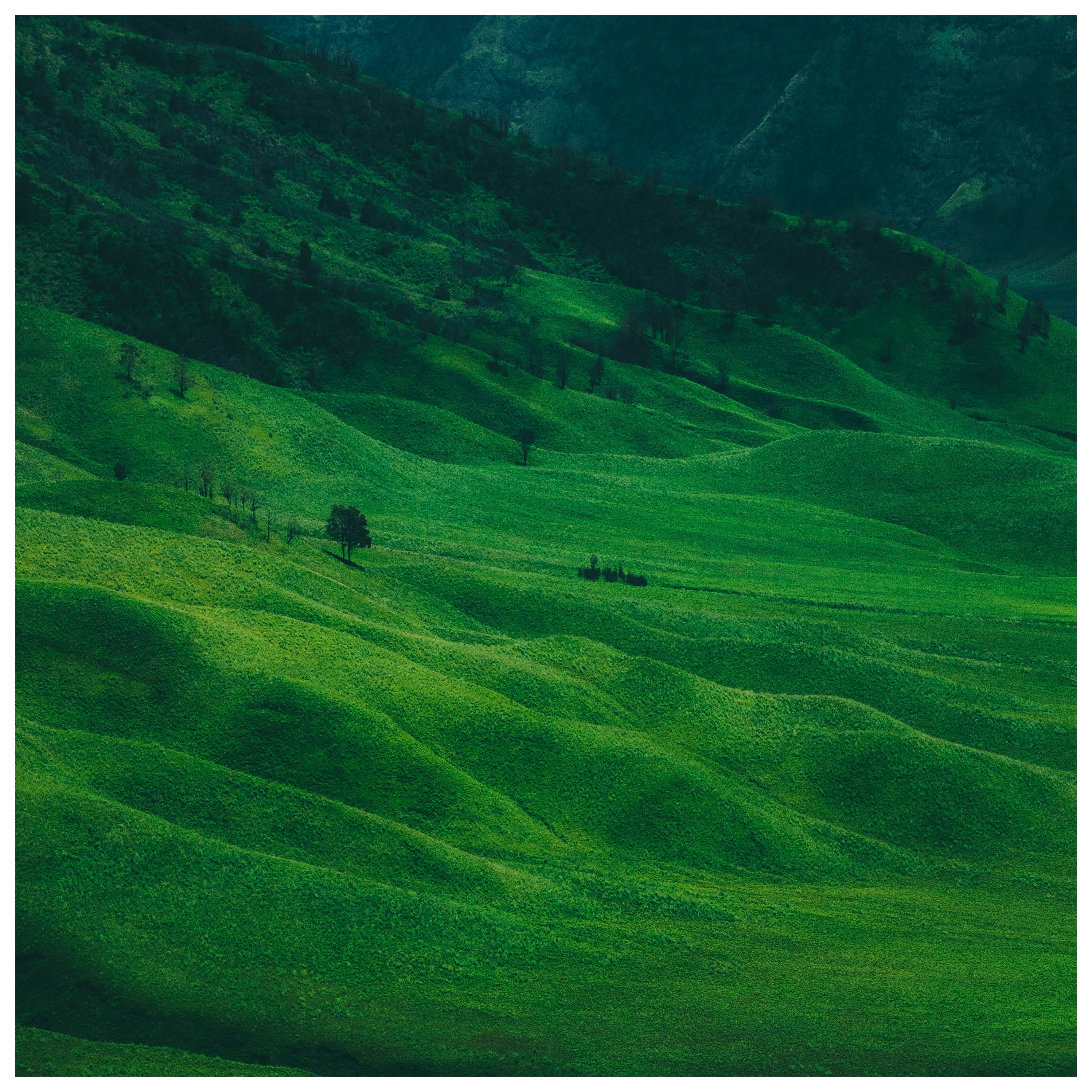 green fields