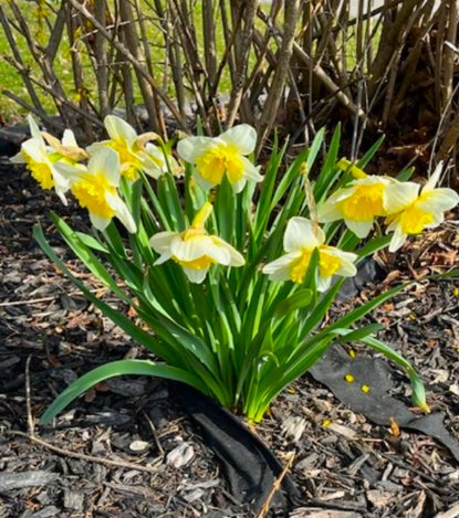 Daffodils